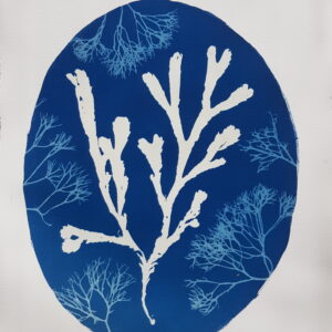 Calming cyanotype of seaweed