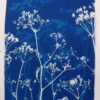 Queen Anne's lace cyanotype